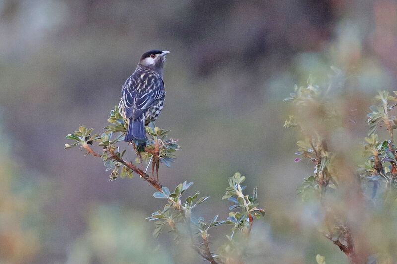 Cotinga à joues blanchesadulte