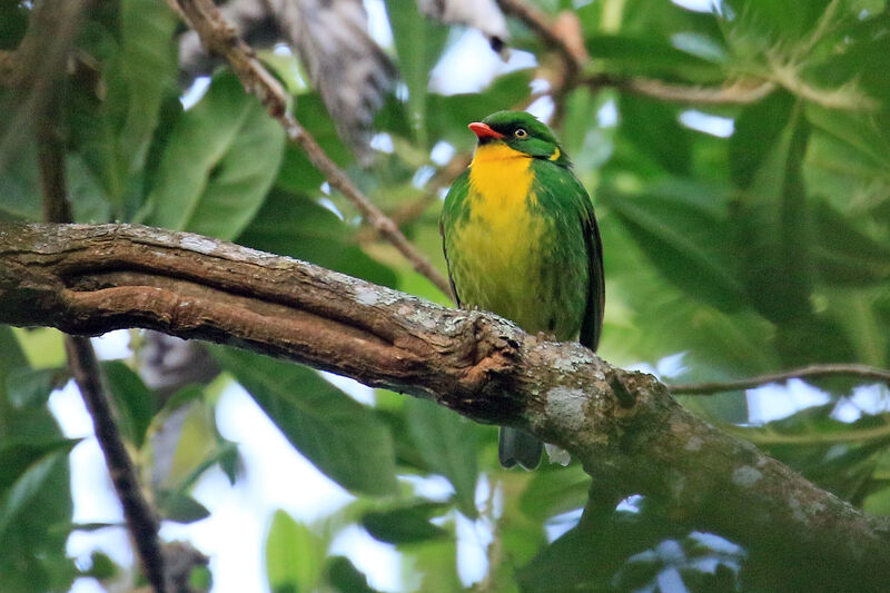 Cotinga à poitrine d'or mâle adulte