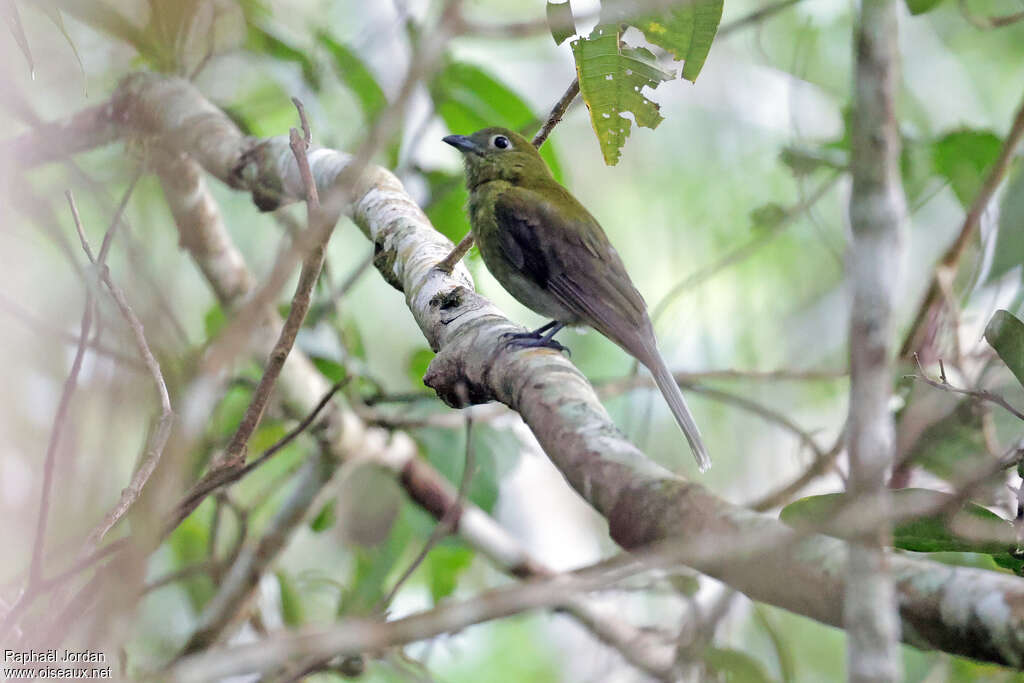 Cotinga à queue grise