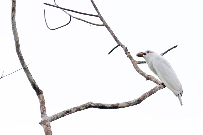 Black-tipped Cotinga male adult