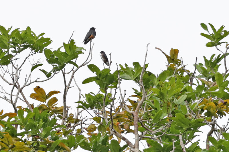 Cotinga brun