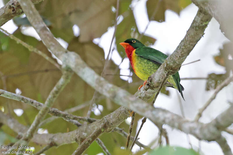 Scarlet-breasted Fruiteater male adult