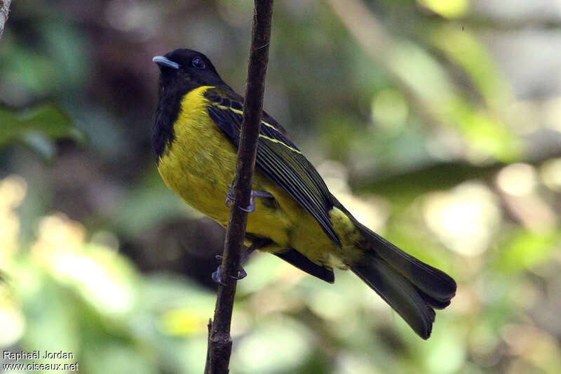 Cotinga coqueluchonadulte, identification