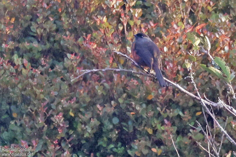 Cotinga de Remsenadulte