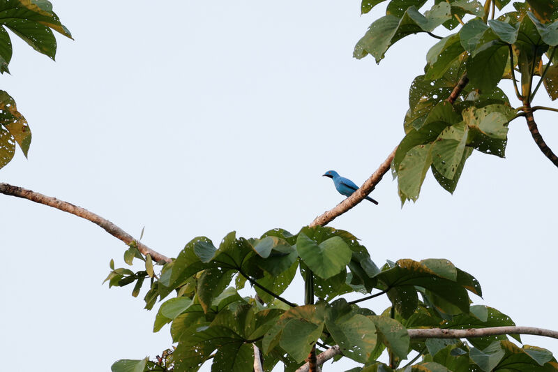 Cotinga des Maynas mâle adulte nuptial