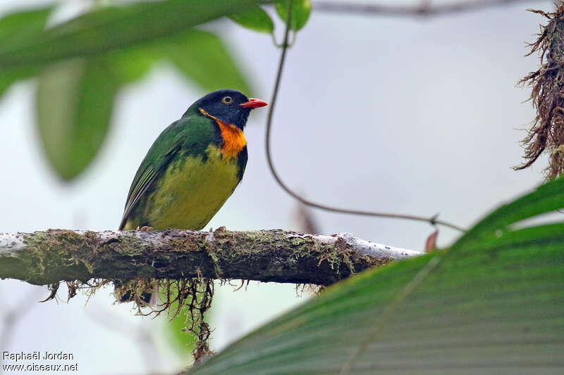 Cotinga jucunda mâle adulte, identification