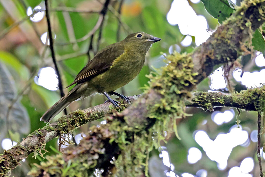 Cotinga olivâtre