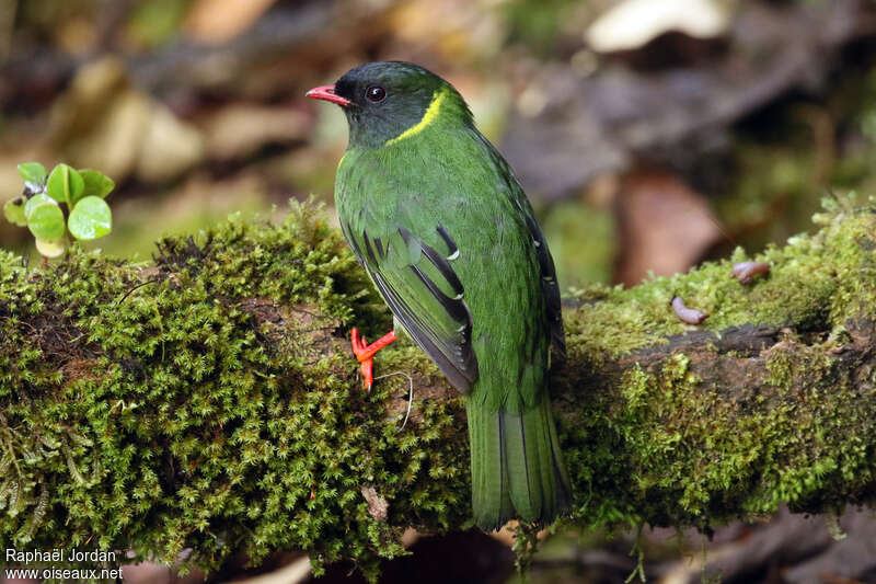 Cotinga vert et noir mâle adulte, pigmentation