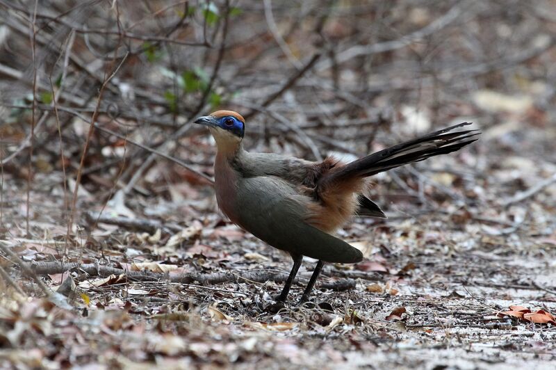 Red-capped Couaadult