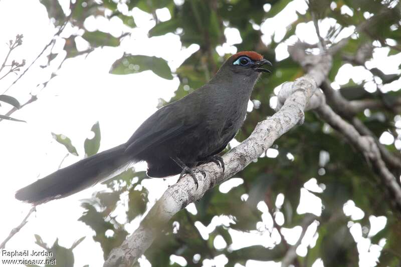 Coua de Reynaudadulte, identification