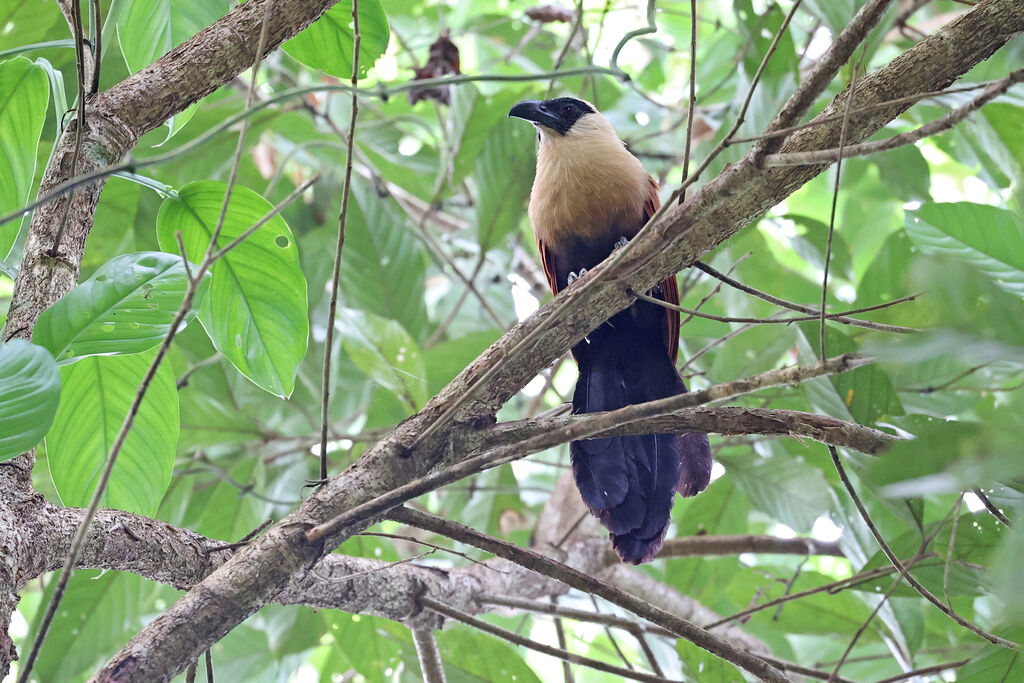 Coucal à face noireadulte