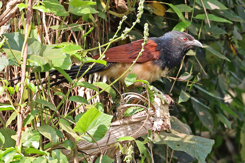 Coucal à ventre blancadulte