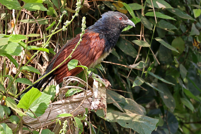 Black-throated Coucal