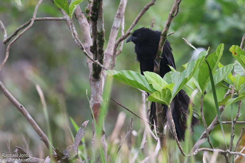 Coucal de Bernsteinadulte