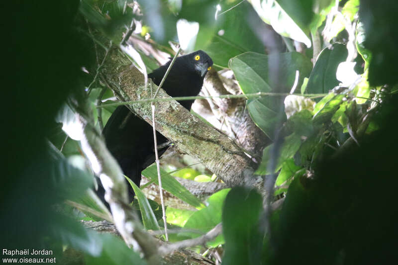 Biak Coucaladult, identification