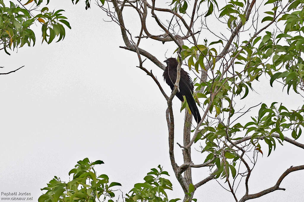 Coucal des Kaï