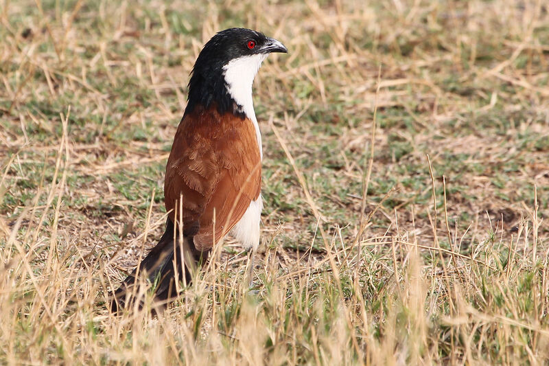 Coppery-tailed Coucaladult