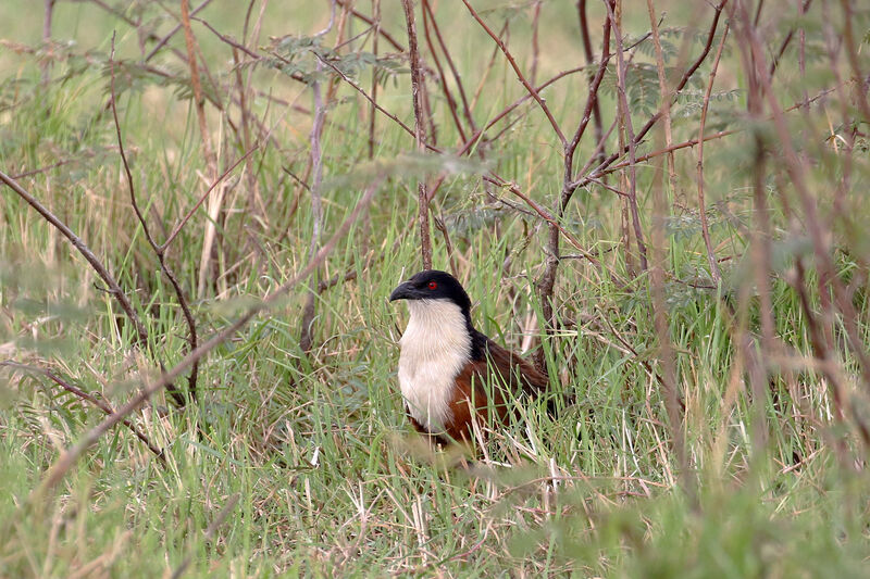 Coucal des papyrusadulte