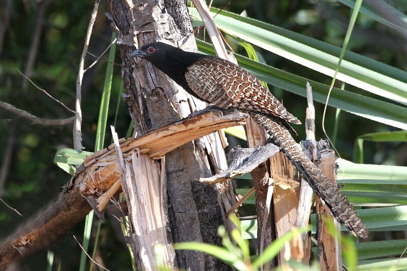 Coucal faisanadulte