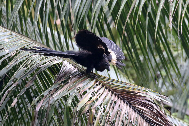 Goliath Coucal