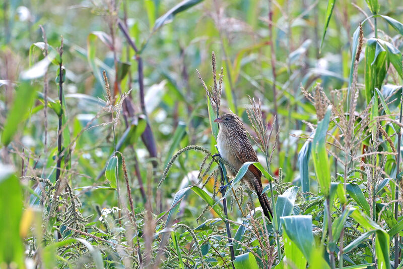 Lesser Coucaladult post breeding