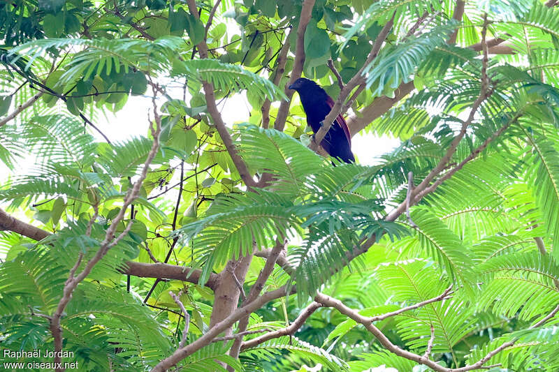 Philippine Coucal