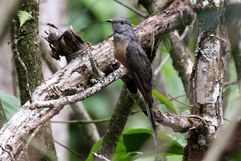 Rusty-breasted Cuckoo