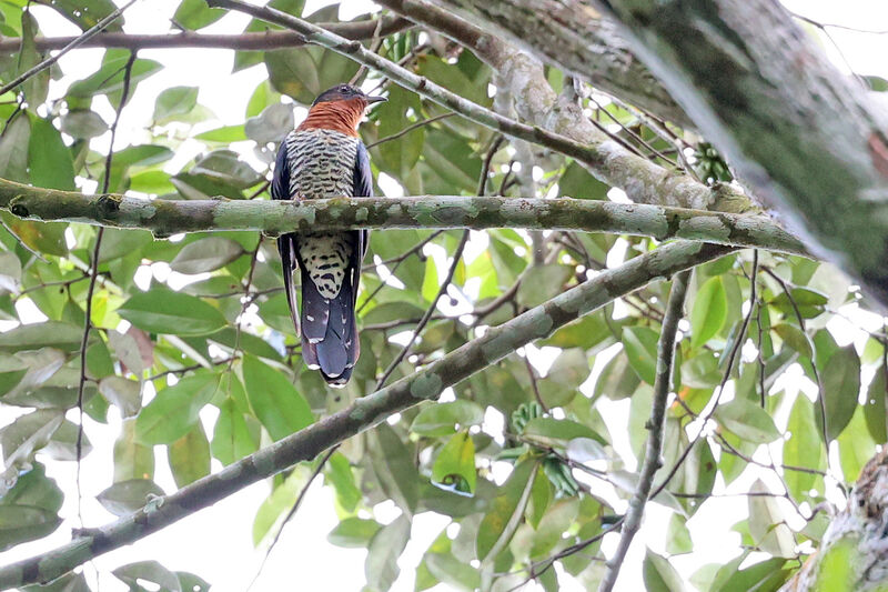 Black Cuckooadult