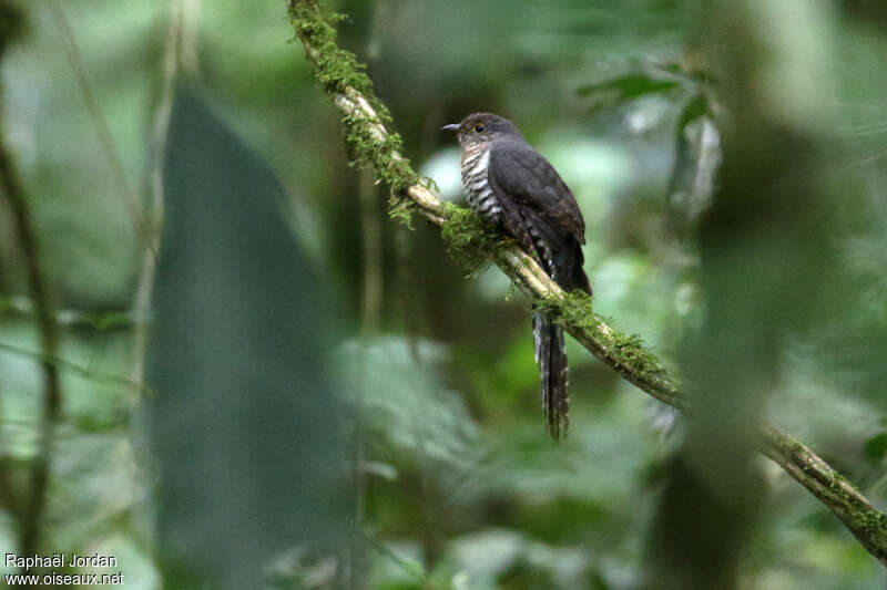 Coucou de Mechow mâle adulte, identification