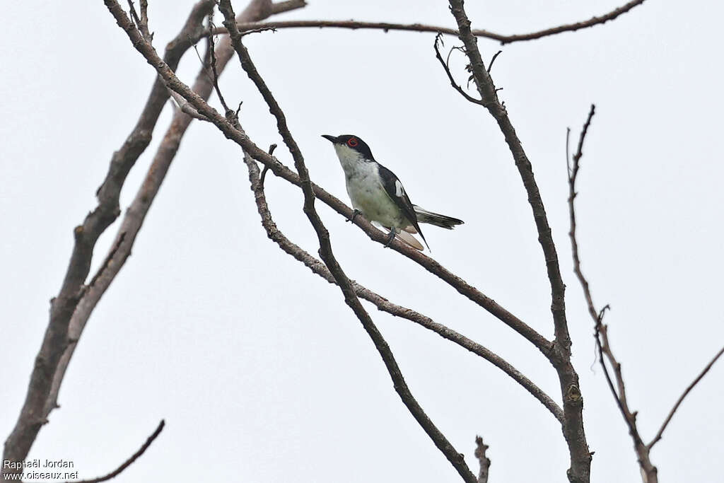 Pied Bronze Cuckooadult