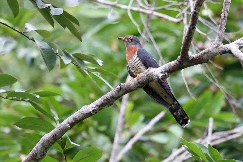 Red-chested Cuckoo male adult