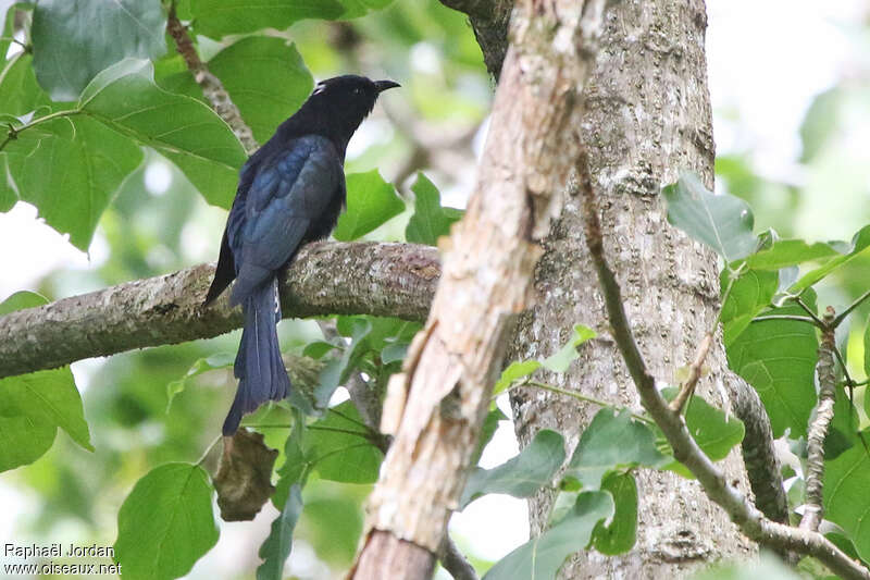 Moluccan Drongo-Cuckooadult