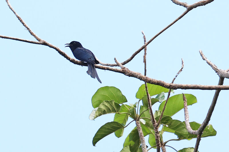 Square-tailed Drongo-Cuckoo