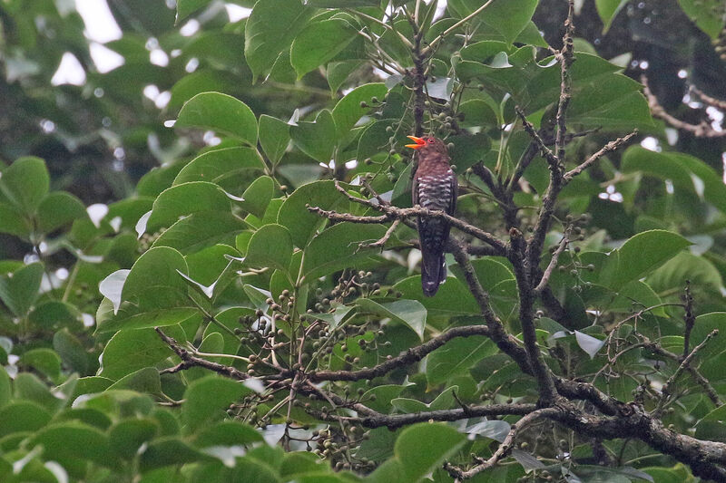 Violet Cuckoo male adult, song