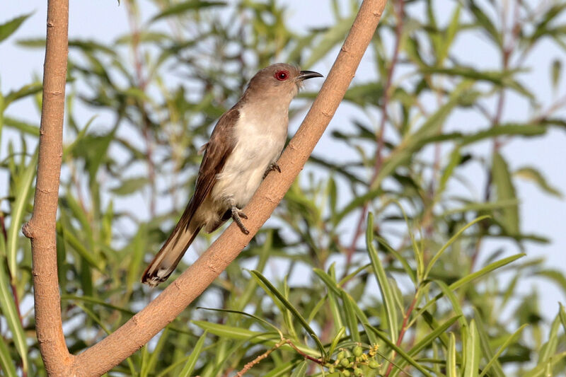 Ash-colored Cuckooadult