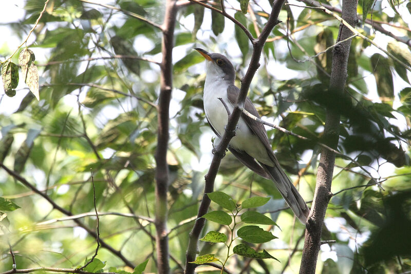 Pearly-breasted Cuckoo