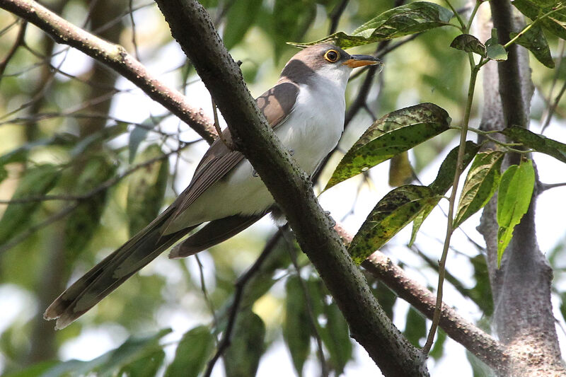 Pearly-breasted Cuckoo