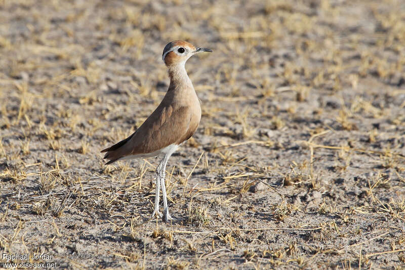 Burchell's Courseradult, identification