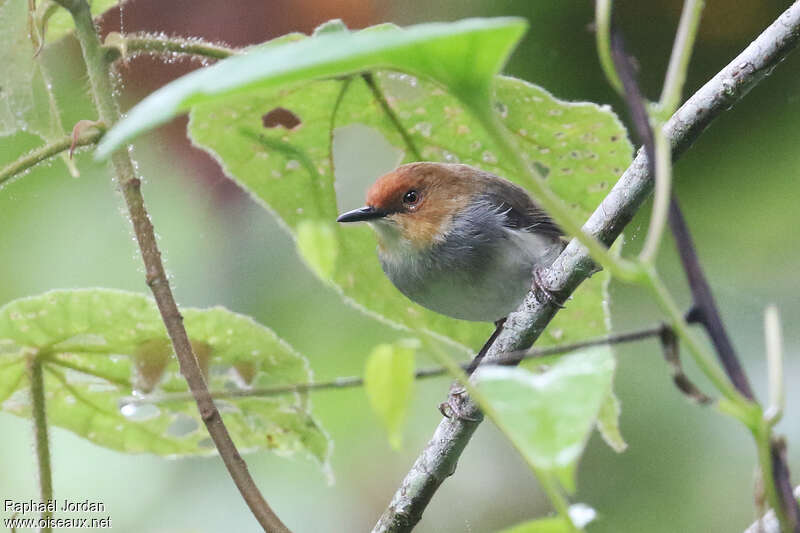 Red-capped Forest Warbleradult, close-up portrait