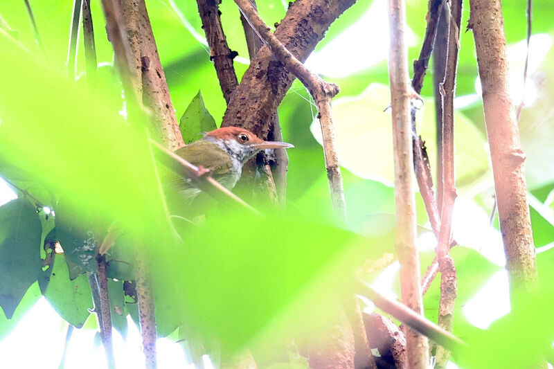 Trilling Tailorbird