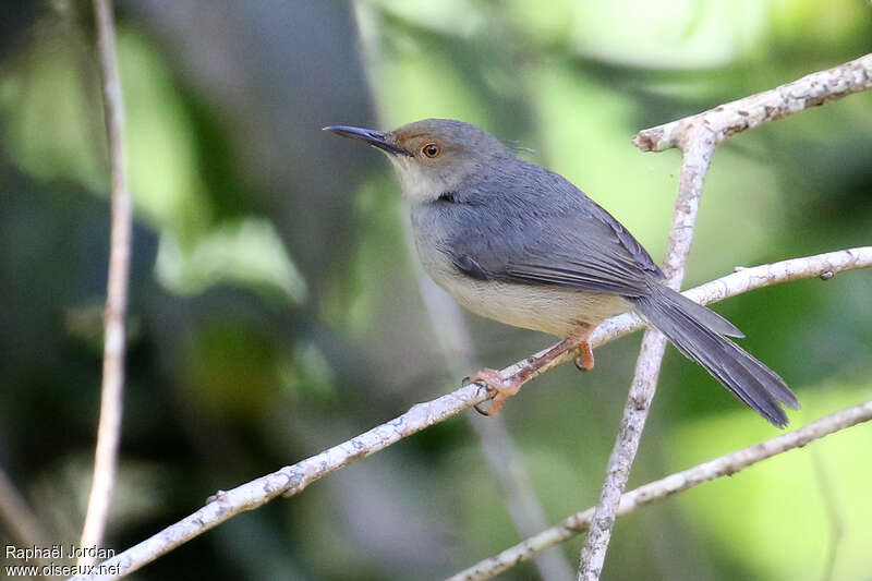 Couturière de Moreauadulte, identification