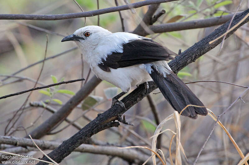 Southern Pied Babbleradult, identification