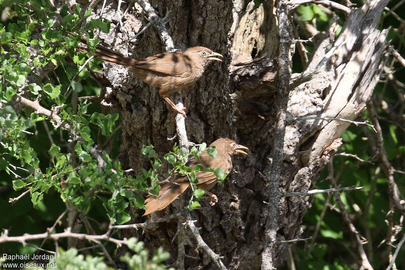 Cratérope d'Aylmeradulte, habitat, Comportement