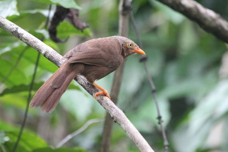 Orange-billed Babbleradult