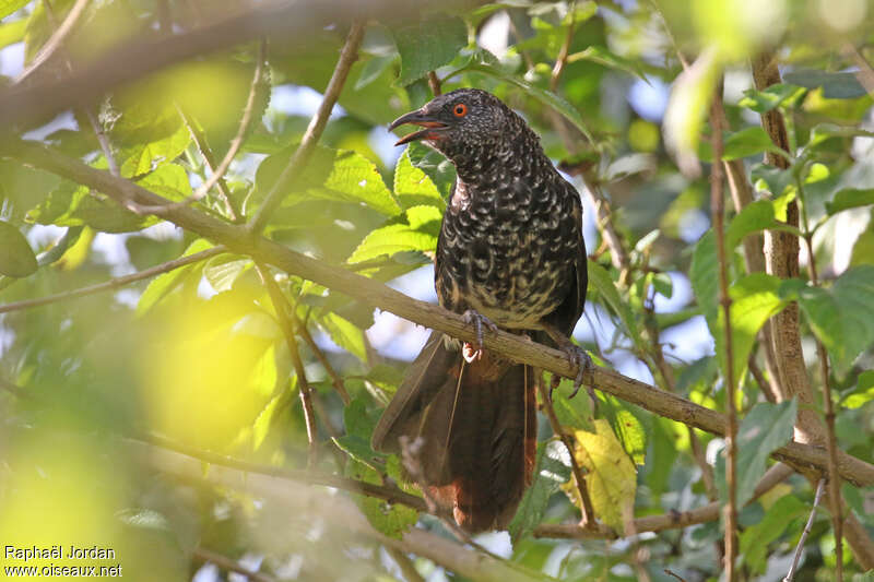 Hinde's Babbleradult, close-up portrait