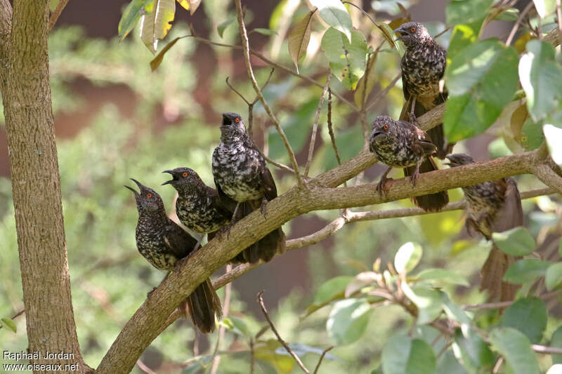 Hinde's Babbleradult, habitat, Behaviour