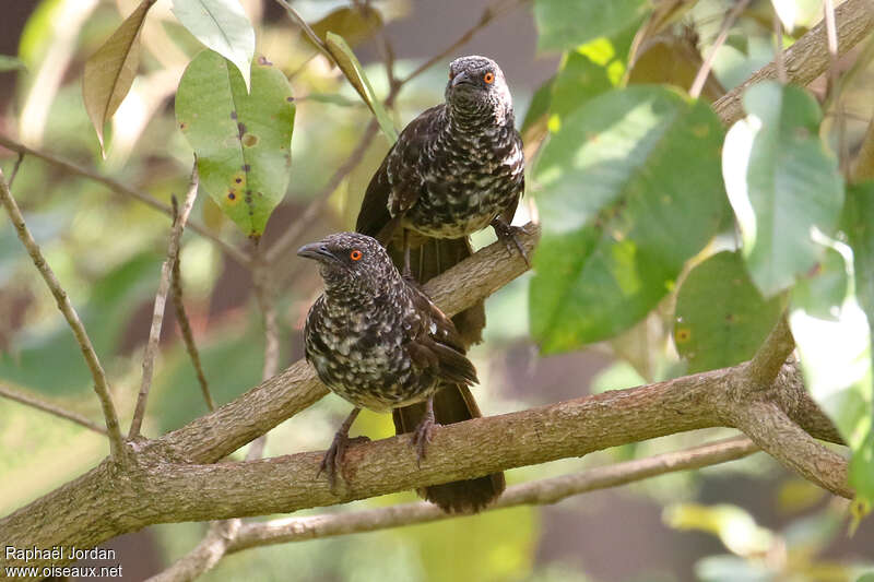 Hinde's Babbleradult, habitat, pigmentation