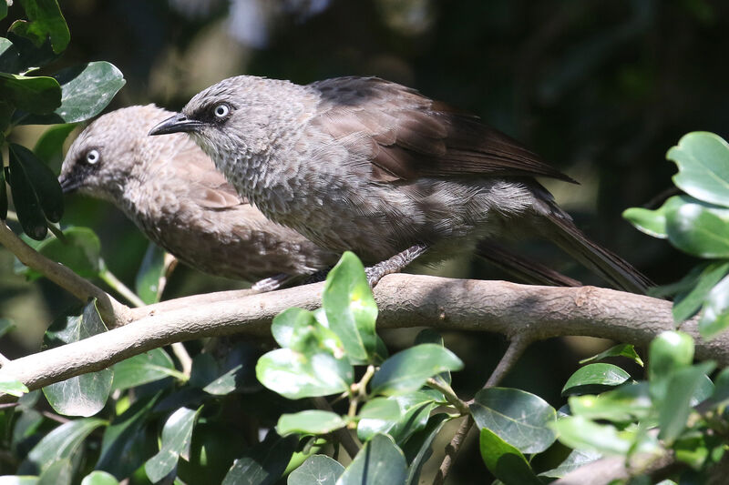 Black-lored Babbleradult