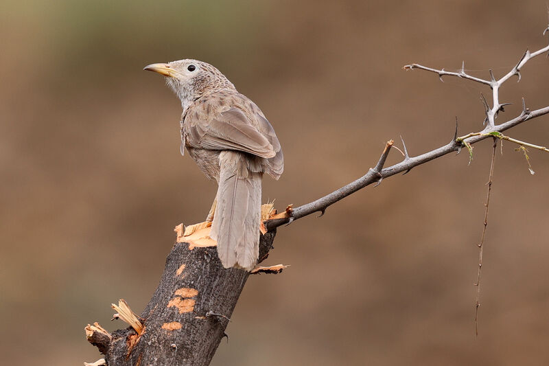 Arabian Babbler