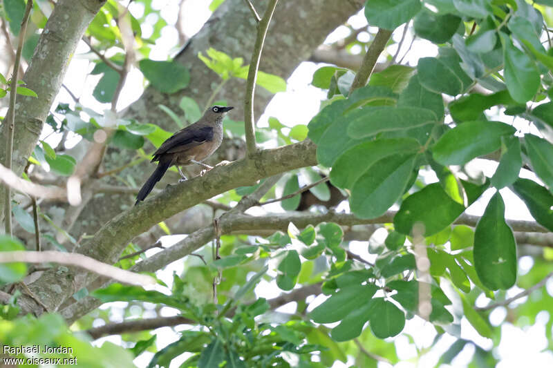 Dusky Babbleradult